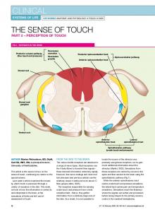 080225-Sense of touch