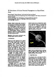 3D-Simulation of Action Potential Propagation in a