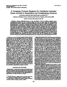 A Consensus Promoter Sequence for ... - Journal of Bacteriology