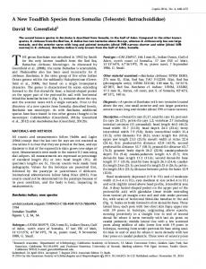 A New Toadfish Species from Somalia (Teleostei ... - BioOne