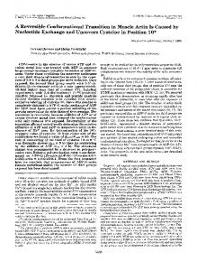 A Reversible Conformational Transition in Muscle Actin Is Caused by ...