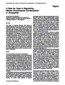 A Role for Vasa in Regulating Mitotic Chromosome ... - Cell Press