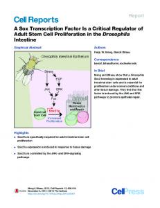 A Sox Transcription Factor Is a Critical Regulator of Adult ... - Cell Press