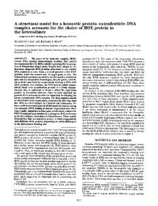 A structural model for a homeotic protein-extradenticle ... - Europe PMC