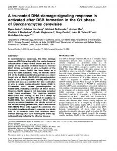 A truncated DNA-damage-signaling response is activated ... - CiteSeerX