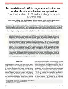 Accumulation of p62 in degenerated spinal cord under chronic ...