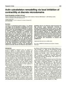 Actin cytoskeleton remodelling via local inhibition of contractility at ...