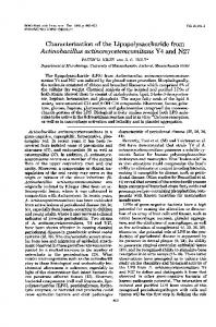 Actinobacillus actinomycetemcomitans Y4 and N27 - NCBI