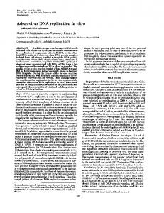 Adenovirus DNA replication in vitro