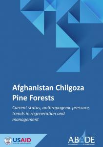 Afghanistan Chilgoza Pine Forests