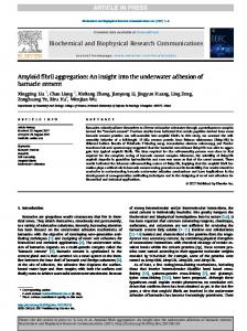 Amyloid fibril aggregation: An insight into the