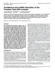 Architecture and ssDNA interaction of the Timeless-Tipin-RPA complex