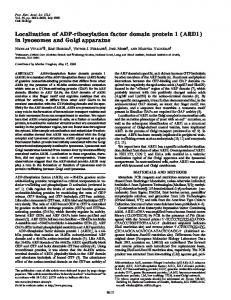 (ARD1) in lysosomes and Golgi apparatus