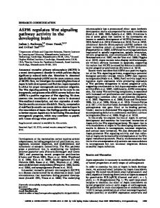 ASPM regulates Wnt signaling pathway activity in the developing brain