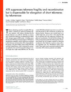 ATR suppresses telomere fragility and recombination ... - BioMedSearch