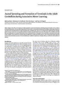 Axonal Sprouting and Formation of Terminals in the Adult Cerebellum ...