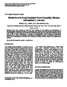 Bacteria and fungi isolated from housefly (Musca ... - Academic Journals