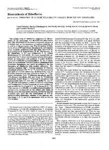 Biosynthesis of Riboflavin - Semantic Scholar