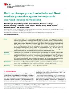 Both cardiomyocyte and endothelial cell Nox4