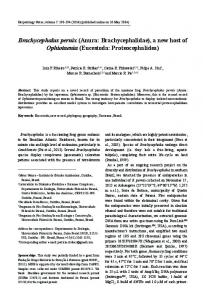 Brachycephalus pernix (Anura: Brachycephalidae) - Herpetology Notes