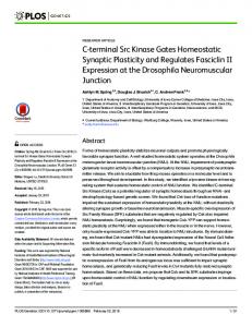 C-terminal Src Kinase Gates Homeostatic Synaptic Plasticity ... - PLOS