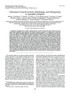 Calcineurin Controls Growth, Morphology, and ... - CiteSeerX