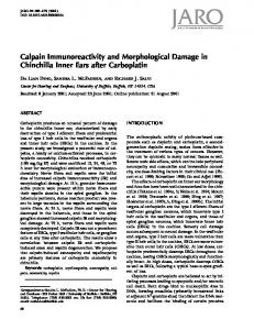 Calpain Immunoreactivity and Morphological Damage ... - Springer Link