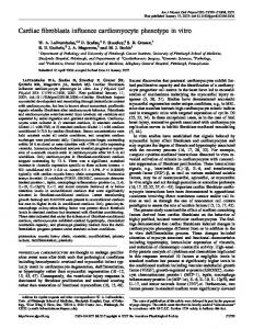 Cardiac fibroblasts influence cardiomyocyte phenotype in vitro