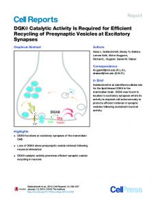 Catalytic Activity Is Required for Efficient Recycling of Presynaptic ...