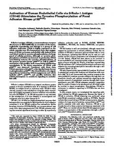 CD146 - Journal of Biological Chemistry