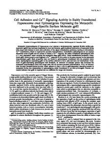 Cell Adhesion and Ca2 Signaling Activity in Stably Transfected ...