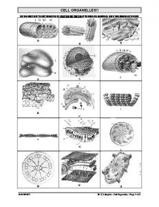 Cell organelles ID with key!