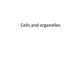 Cells and organelles