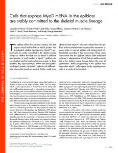 Cells that express MyoD mRNA in the epiblast are ... - BioMedSearch