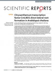 Chrysanthemum transcription factor CmLBD1 direct lateral root ...