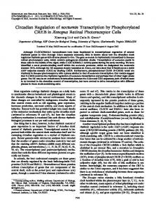 Circadian Regulation of nocturnin Transcription by Phosphorylated ...