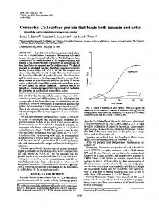 Connectin: Cell surface protein that binds both laminin and actin