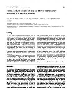 Cranial and trunk neural crest cells use different ... - Caltech Authors