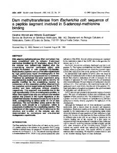 Dam methyltransferase from Escherichia coli ... - BioMedSearch