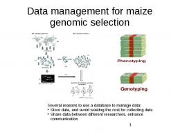 Data management for maize genomic selection