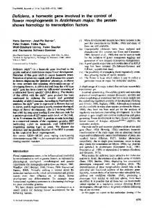 Deficiens, a homeotic gene involved in the control of flower ... - NCBI