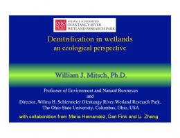 Denitrification in wetlands