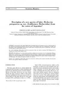 Description of a new species of hake: Merluccius patagonicus sp. nov ...