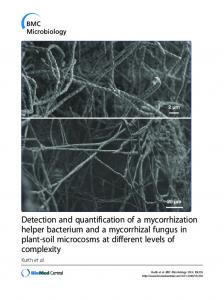 Detection and quantification of a mycorrhization ...