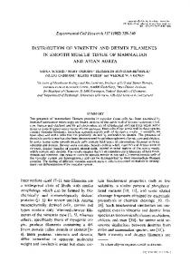 DISTRIBUTION OF VIMENTIN AND DESMIN ... - Science Direct