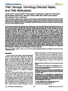 DNA Damage, Homology-Directed Repair, and DNA ... - CiteSeerX