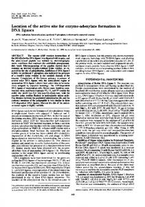 DNA ligases - Europe PMC