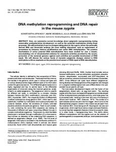 DNA methylation reprogramming and DNA repair in the mouse zygote