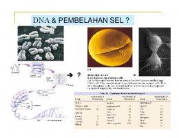 DNA & PEMBELAHAN SEL ?