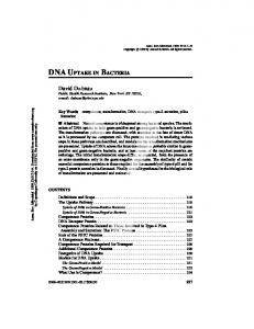 dna uptake in bacteria